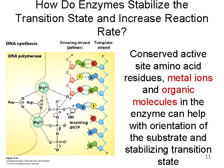How Do Enzymes Stabilize the Transition State and Increase Reaction Rate? Conserved active site