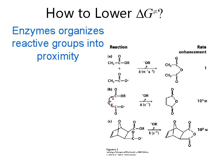 How to Lower Enzymes organizes reactive groups into proximity G ? 