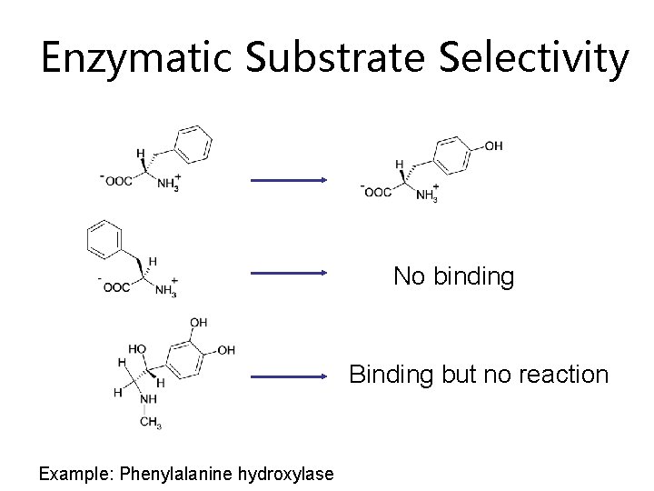 Enzymatic Substrate Selectivity No binding Binding but no reaction Example: Phenylalanine hydroxylase 