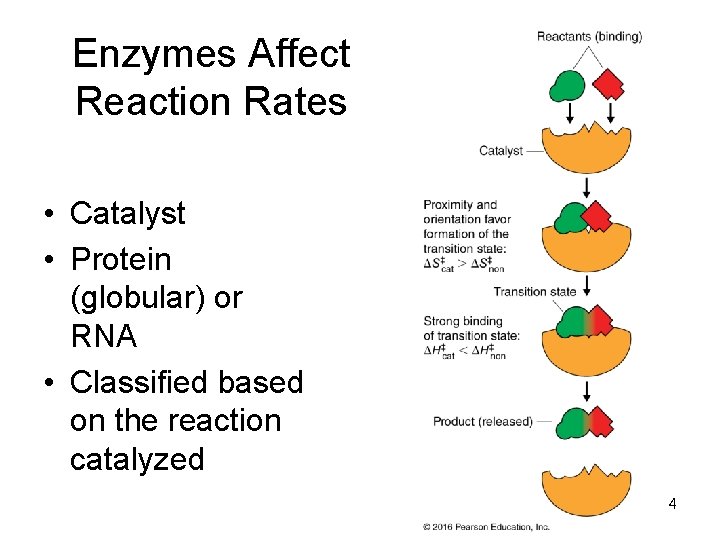 Enzymes Affect Reaction Rates • Catalyst • Protein (globular) or RNA • Classified based