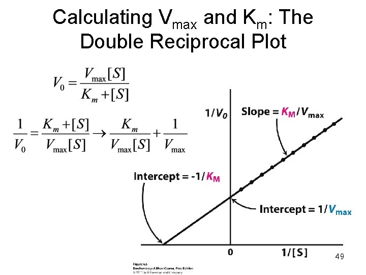 Calculating Vmax and Km: The Double Reciprocal Plot 49 