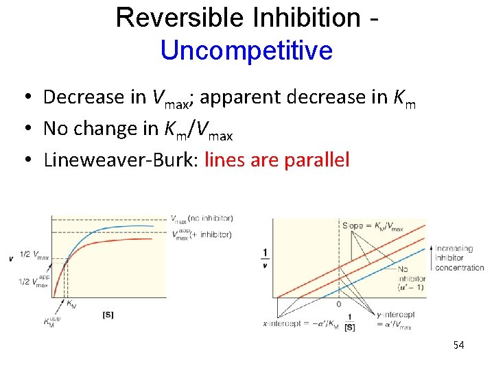 Reversible Inhibition Uncompetitive • Decrease in Vmax; apparent decrease in Km • No change