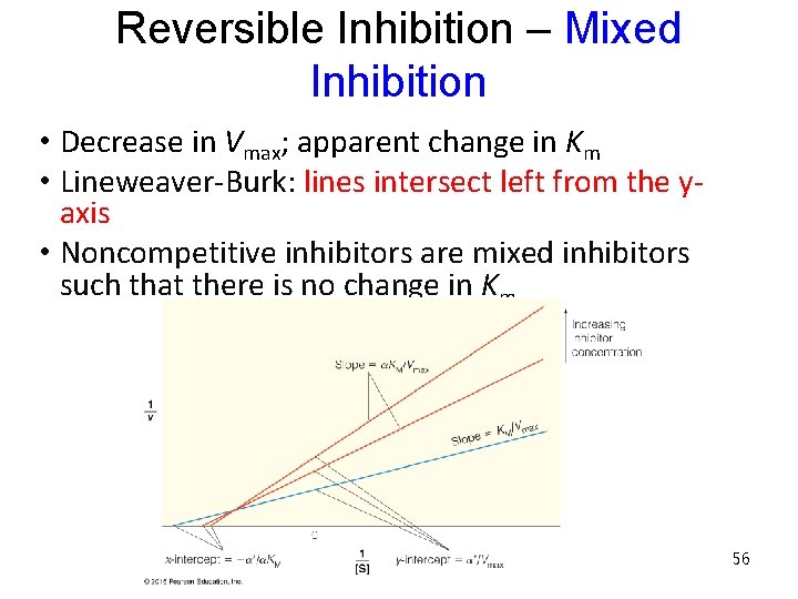 Reversible Inhibition – Mixed Inhibition • Decrease in Vmax; apparent change in Km •
