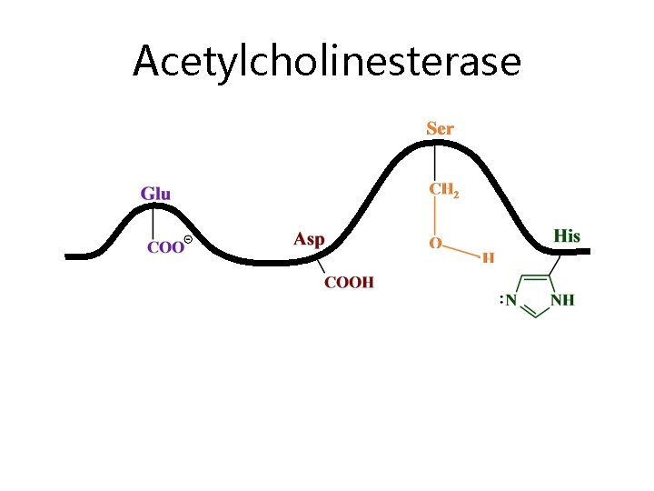 Acetylcholinesterase 