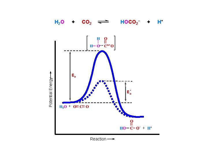 Potential Energy H 2 O + CO 2 HOCO 2– Ea Ea' Reaction +