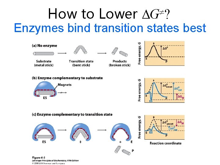 How to Lower G ? Enzymes bind transition states best 
