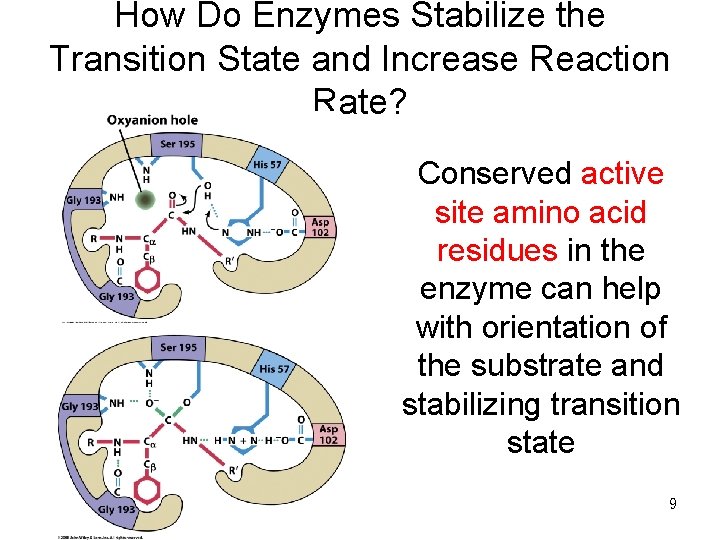 How Do Enzymes Stabilize the Transition State and Increase Reaction Rate? Conserved active site