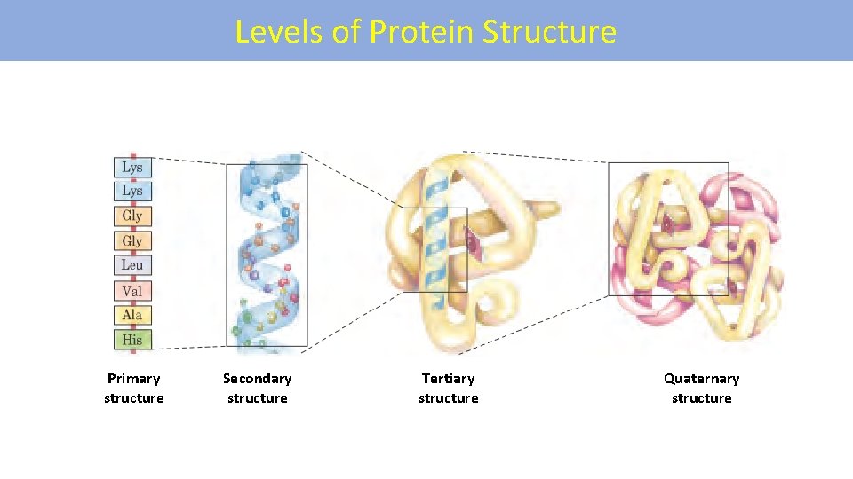 Levels of Protein Structure Primary structure Secondary structure Tertiary structure Quaternary structure 