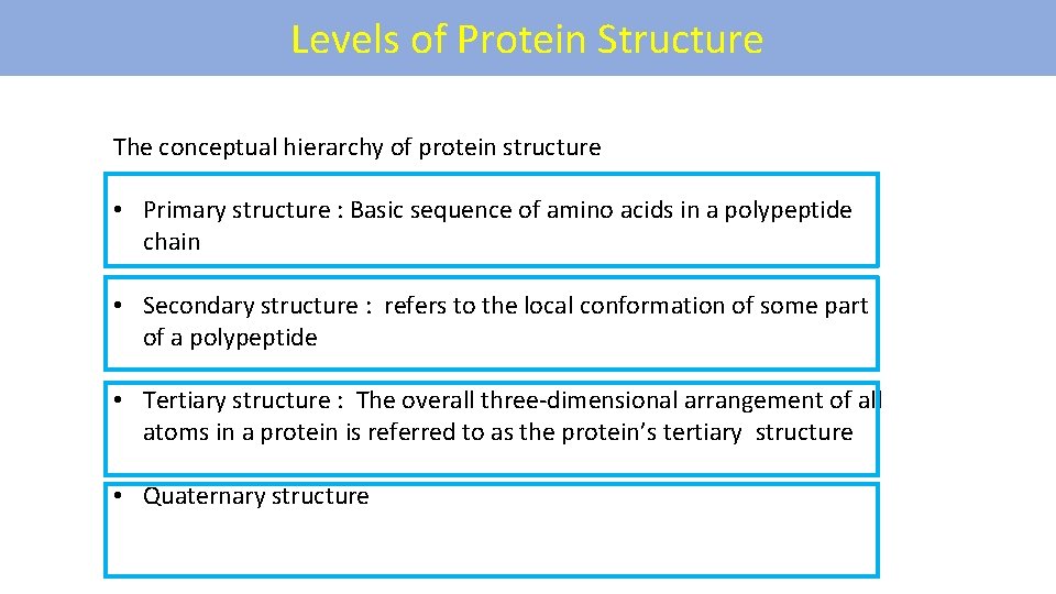 Levels of Protein Structure The conceptual hierarchy of protein structure • Primary structure :