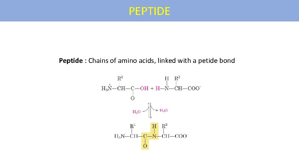 PEPTIDE Peptide : Chains of amino acids, linked with a petide bond 