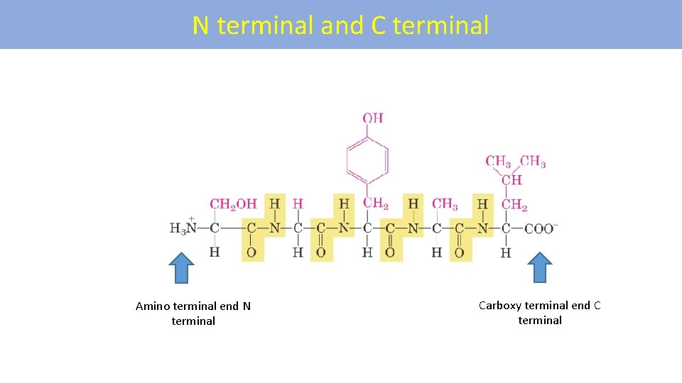 N terminal and C terminal Amino terminal end N terminal Carboxy terminal end C