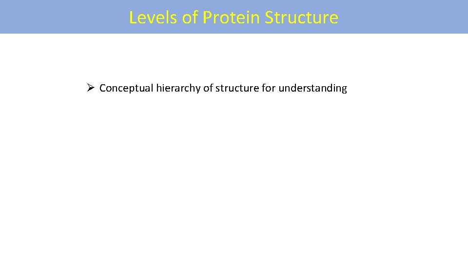 Levels of Protein Structure Ø Conceptual hierarchy of structure for understanding 