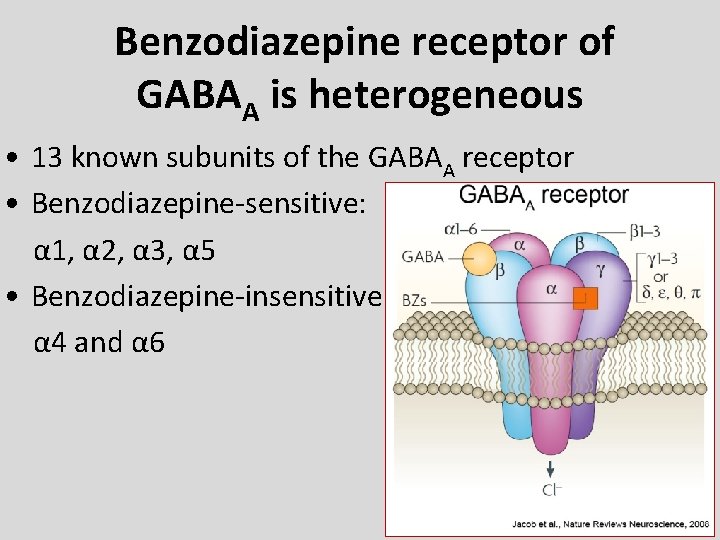  Benzodiazepine receptor of GABAA is heterogeneous • 13 known subunits of the GABAA