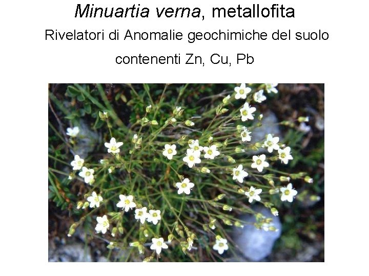 Minuartia verna, metallofita Rivelatori di Anomalie geochimiche del suolo contenenti Zn, Cu, Pb 