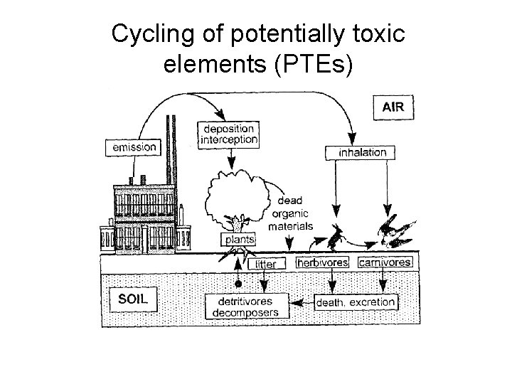 Cycling of potentially toxic elements (PTEs) from Bargagli, 1998: Trace elements in terrestrial plants.