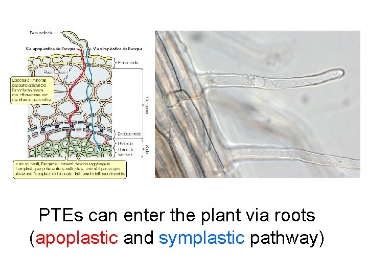 PTEs can enter the plant via roots (apoplastic and symplastic pathway) 