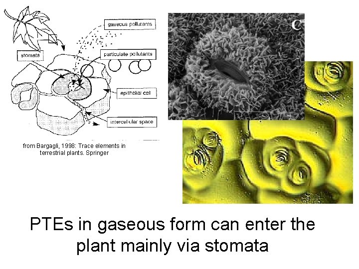 from Bargagli, 1998: Trace elements in terrestrial plants. Springer PTEs in gaseous form can