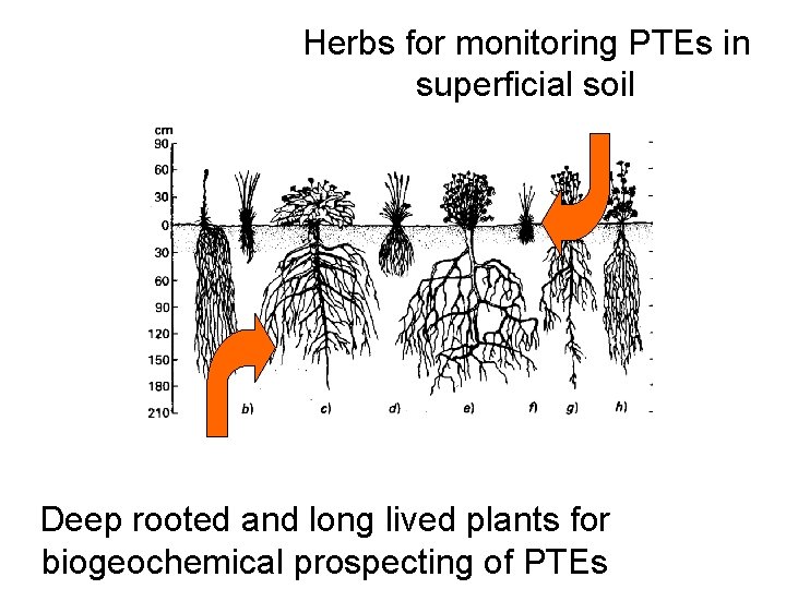 Herbs for monitoring PTEs in superficial soil Deep rooted and long lived plants for