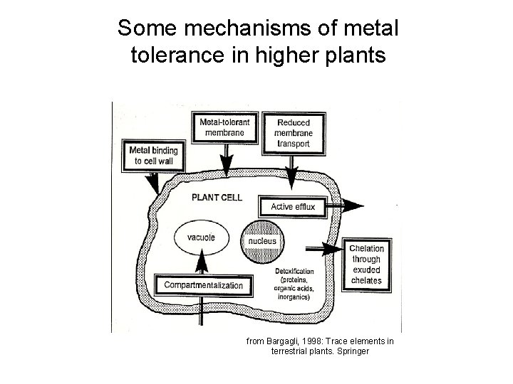 Some mechanisms of metal tolerance in higher plants from Bargagli, 1998: Trace elements in