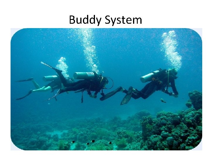 Buddy System Buddy System