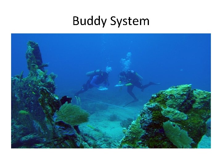 Buddy System 