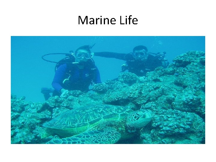 Marine Life Marine Life
