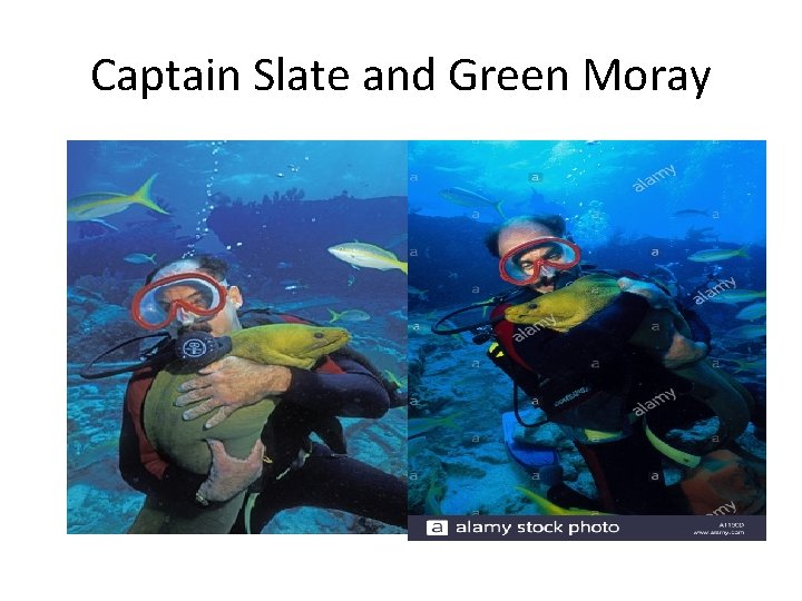 Captain Slate and Green Moray 