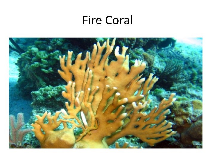 Fire Coral Fire Coral