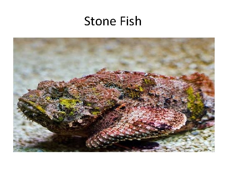 Stone Fish Stone Fish