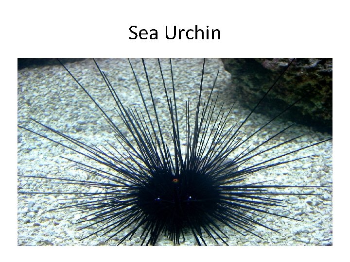 Sea Urchin 