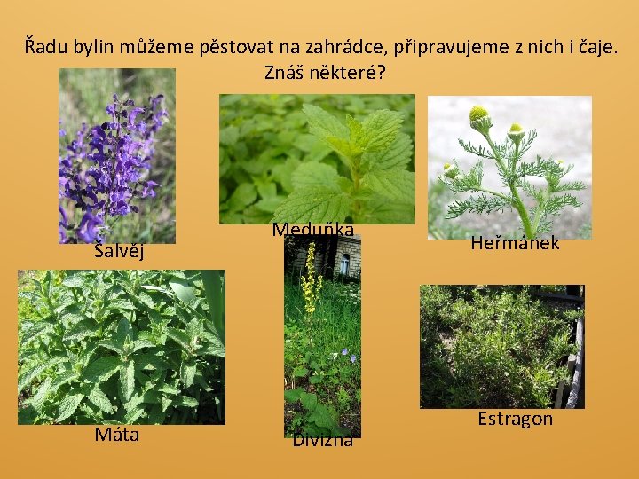 Řadu bylin můžeme pěstovat na zahrádce, připravujeme z nich i čaje. Znáš některé? Šalvěj