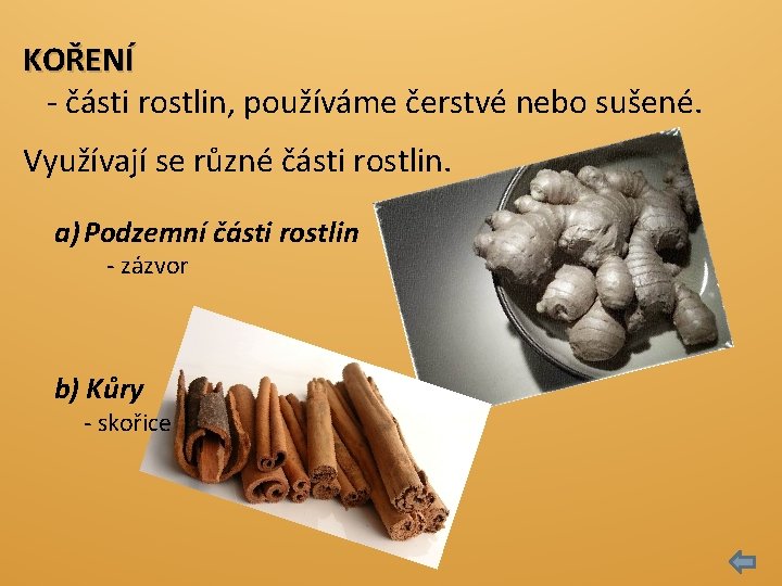 KOŘENÍ - části rostlin, používáme čerstvé nebo sušené. Využívají se různé části rostlin. a)