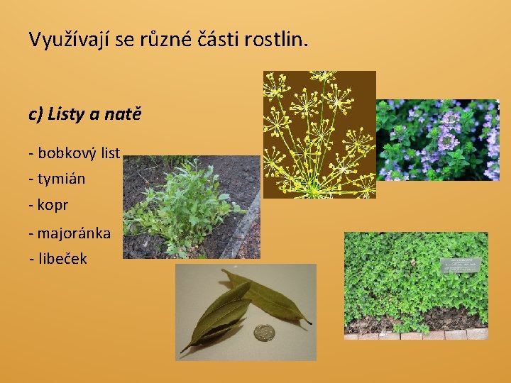 Využívají se různé části rostlin. c) Listy a natě - bobkový list - tymián