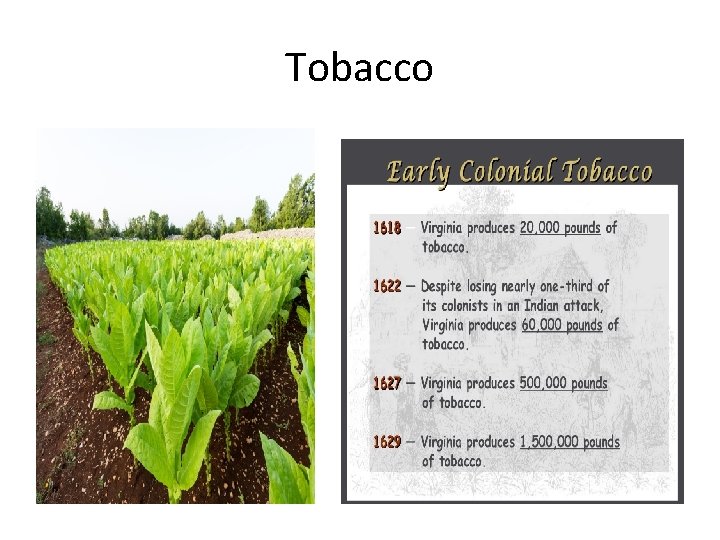 Tobacco 