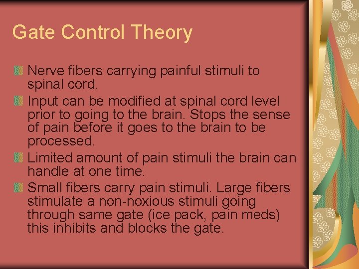 Gate Control Theory Nerve fibers carrying painful stimuli to spinal cord. Input can be