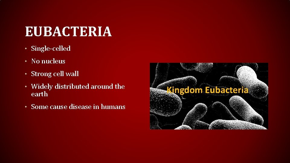 EUBACTERIA • Single-celled • No nucleus • Strong cell wall • Widely distributed around