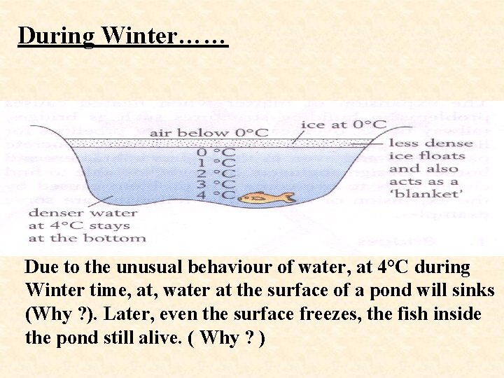 During Winter…… Due to the unusual behaviour of water, at 4°C during Winter time,