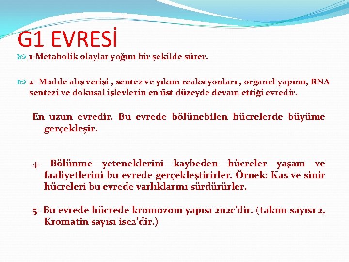 G 1 EVRESİ 1 -Metabolik olaylar yoğun bir şekilde sürer. 2 - Madde alış