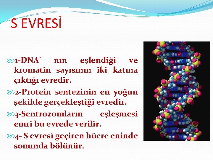 S EVRESİ 1 -DNA’ nın eşlendiği ve kromatin sayısının iki katına çıktığı evredir. 2