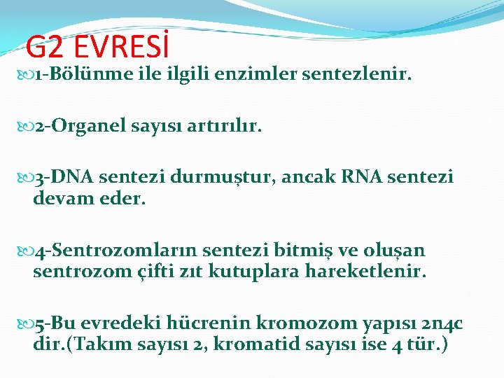 G 2 EVRESİ 1 -Bölünme ilgili enzimler sentezlenir. 2 -Organel sayısı artırılır. 3 -DNA
