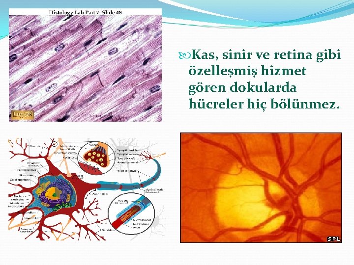  Kas, sinir ve retina gibi özelleşmiş hizmet gören dokularda hücreler hiç bölünmez. 