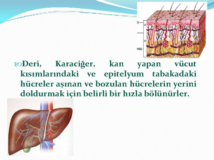  Deri, Karaciğer, kan yapan vücut kısımlarındaki ve epitelyum tabakadaki hücreler aşınan ve bozulan
