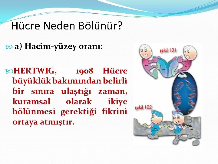 Hücre Neden Bölünür? a) Hacim-yüzey oranı: HERTWIG, 1908 Hücre büyüklük bakımından belirli bir sınıra