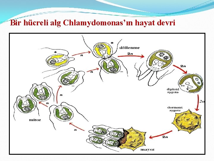 Bir hücreli alg Chlamydomonas’ın hayat devri 