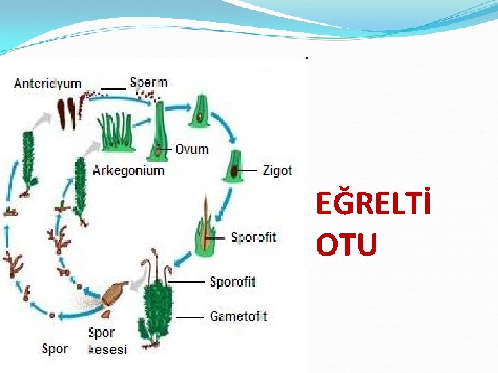 EĞRELTİ OTU 