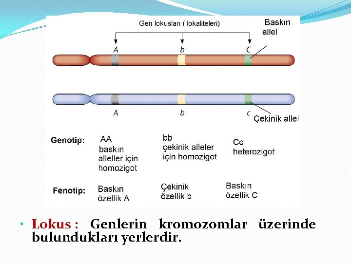  • Lokus : Genlerin kromozomlar üzerinde bulundukları yerlerdir. 