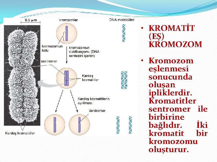  • KROMATİT (EŞ) KROMOZOM • Kromozom eşlenmesi sonucunda oluşan ipliklerdir. Kromatitler sentromer ile