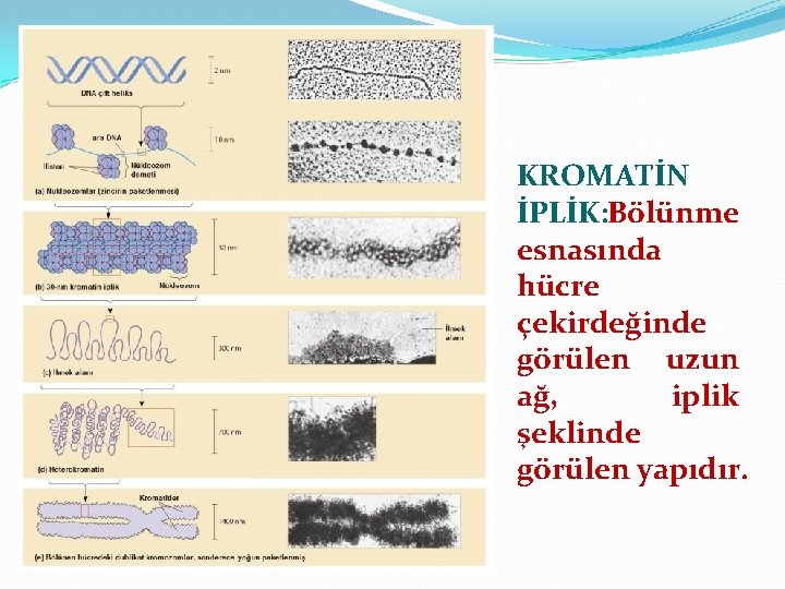 KROMATİN İPLİK: Bölünme esnasında hücre çekirdeğinde görülen uzun ağ, iplik şeklinde görülen yapıdır. 