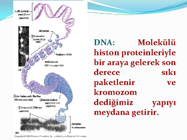DNA: Molekülü histon proteinleriyle bir araya gelerek son derece sıkı paketlenir ve kromozom dediğimiz
