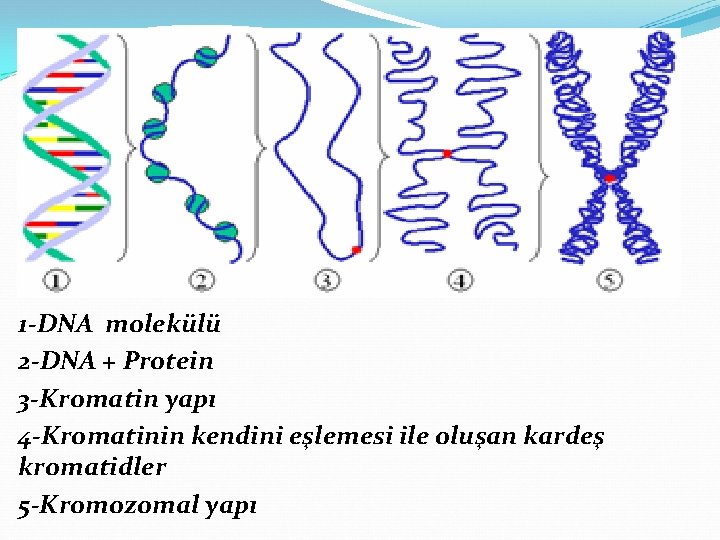 1 -DNA molekülü 2 -DNA + Protein 3 -Kromatin yapı 4 -Kromatinin kendini eşlemesi